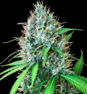 Zoap Papaya Fast - Ganja Farmer