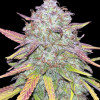 Strawberry Zkittlez Auto - Ganja Farmer