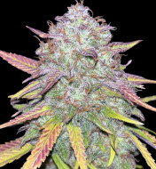 Strawberry Zkittlez Auto - Ganja Farmer