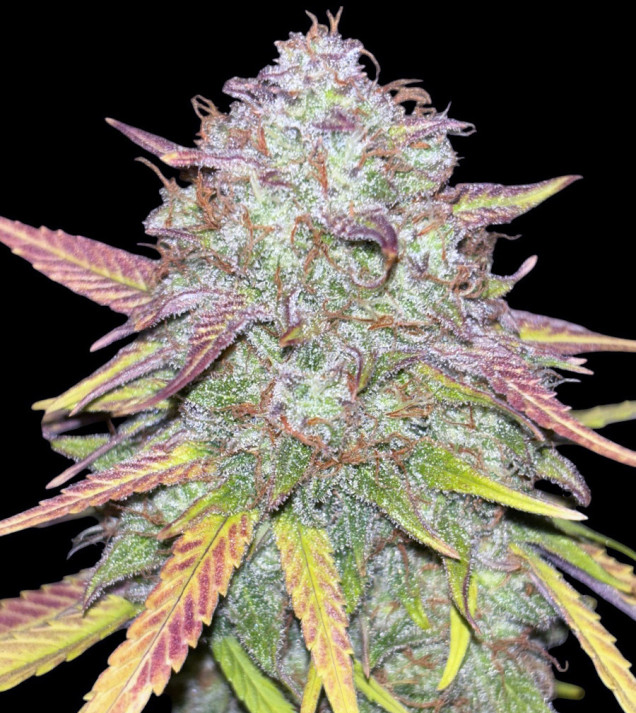 Strawberry Zkittlez Auto - Ganja Farmer