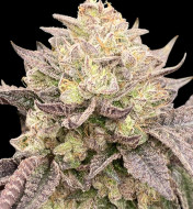 Kush Mints - Ganja Farmer