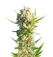 Alaskan Purple