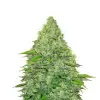 Amnesia Kush Auto