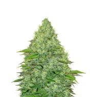 Amnesia Kush Auto