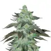 Banana Kush