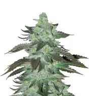 Banana Kush