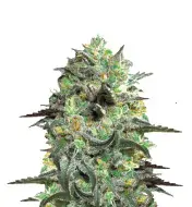 Banana Punch