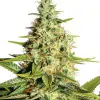 Big Bud