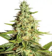 Big Bud