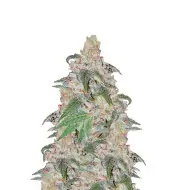 Black Domina