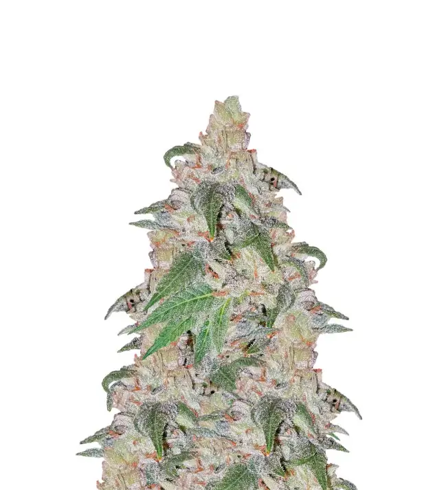 Black Domina