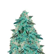 Blackberry Kush