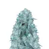 Blue Cheese
