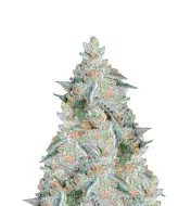 Blue Haze