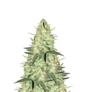 Bruce Banner Regular