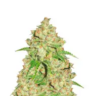 Bubba Kush Auto