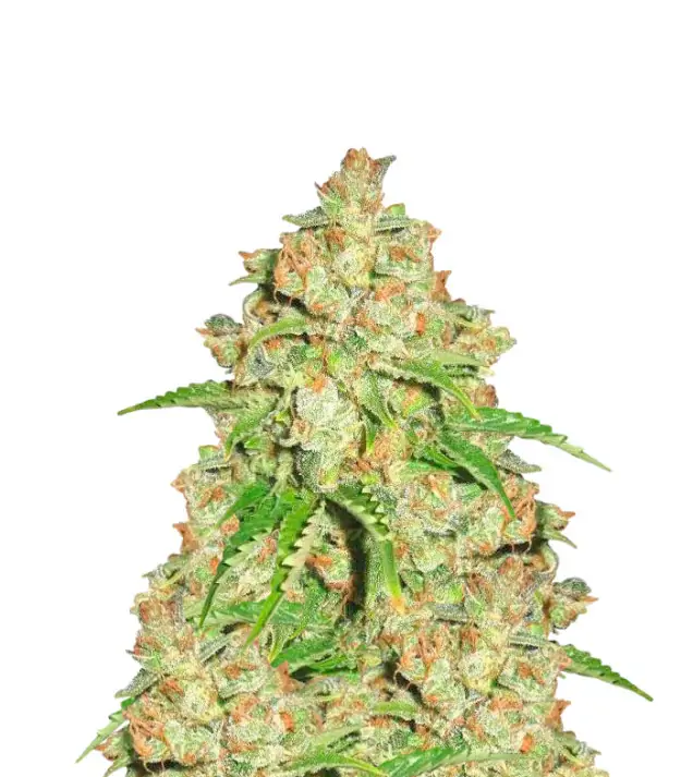 Bubba Kush Auto