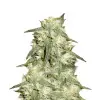 Bubba Kush