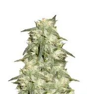 Bubba Kush