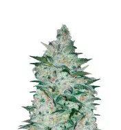 Bubblegum