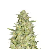 Bubblegum Haze
