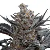 Bubblegum Regular
