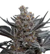 Bubblegum Regular