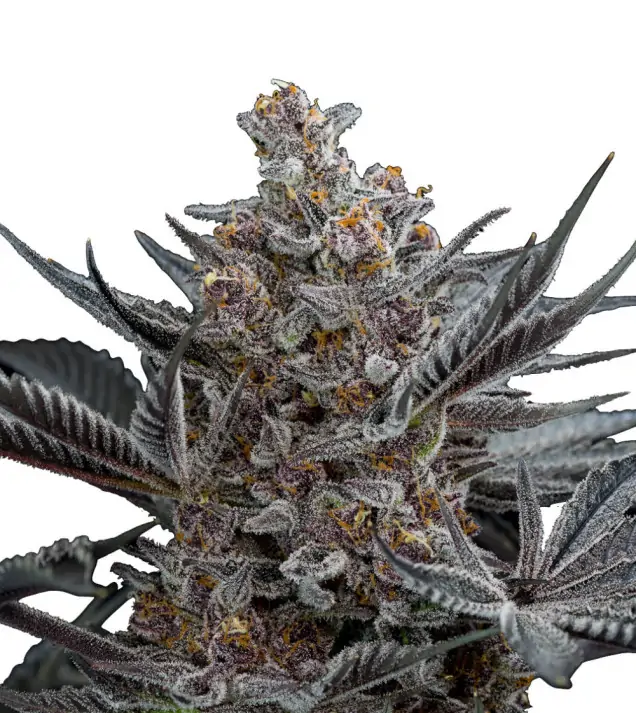 Bubblegum Regular