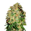 Candy Kush Fast
