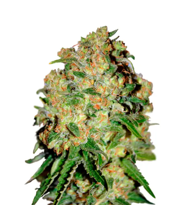 Candy Kush Fast