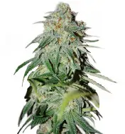 Candy Kush