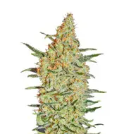 Cannatonic