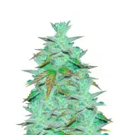 Chemdog 4