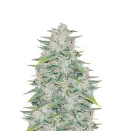 Chocolope Fast
