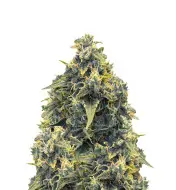 Chocolope