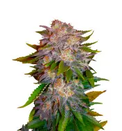 Critical Regular