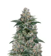Gelato Fast