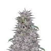 Gelato