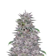 Gelato