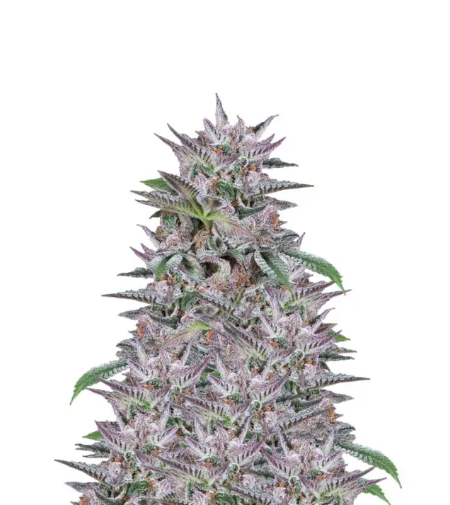 Gelato