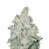 Girl Scout Cookies Regular