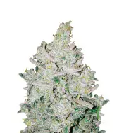 Girl Scout Cookies Regular