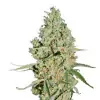 Grandaddy Purple Regular