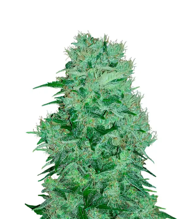Grease Monkey