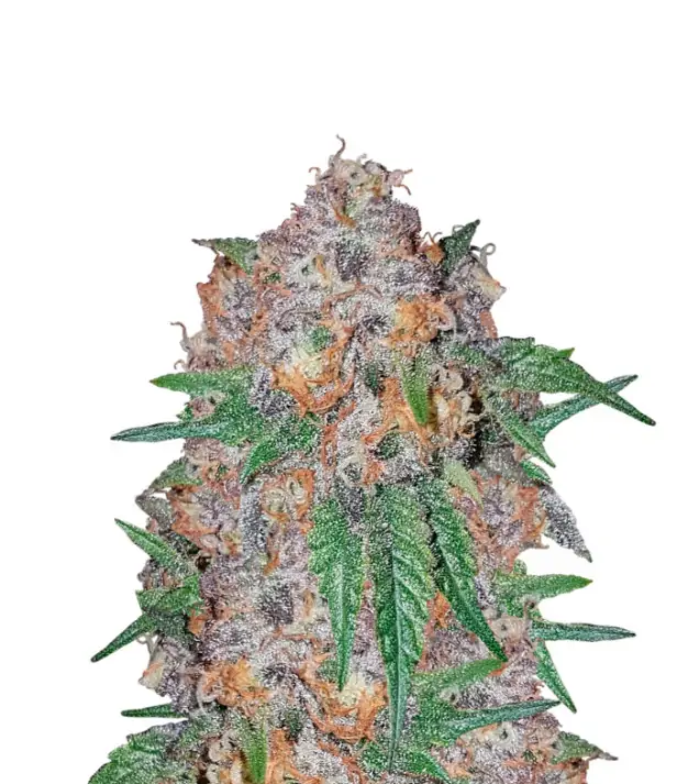 Green Crack Fast