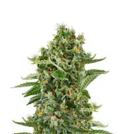 Haze Auto