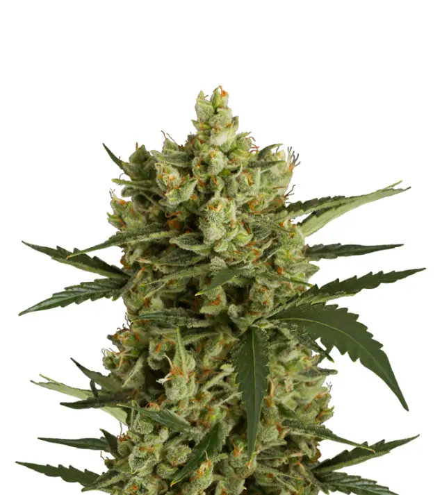 Hindu Kush