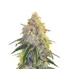 Lemon Kush F1