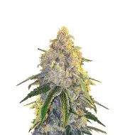 Lemon Kush F1