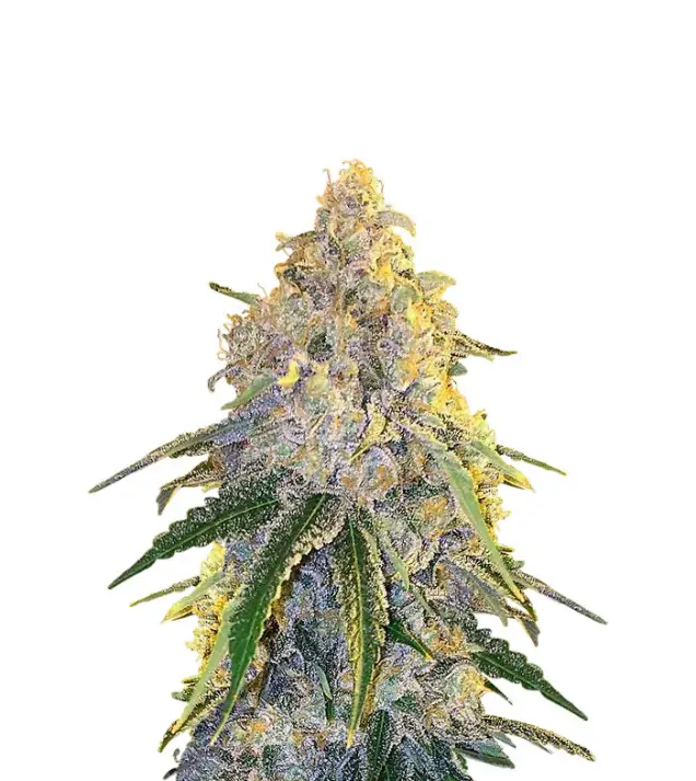 Lemon Kush F1